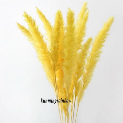 Small Pampas Grass-06