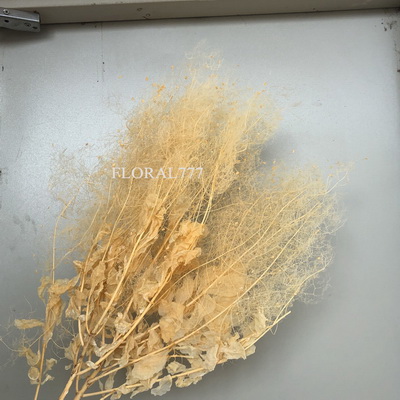 Preserved Smoke Tree Flower-04