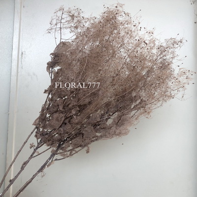 Preserved Smoke Tree Flower-06