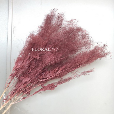 Preserved Smoke Tree Flower-05