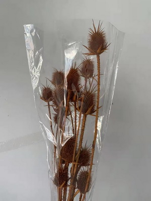 Preserved Small Teasel Flower-15