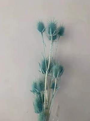 Preserved Small Teasel Flower-06