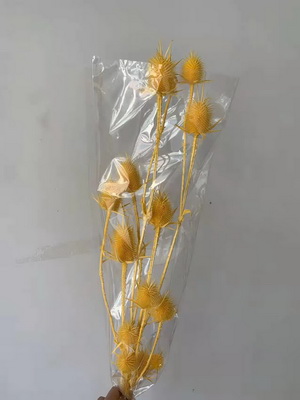 Preserved Small Teasel Flower-03