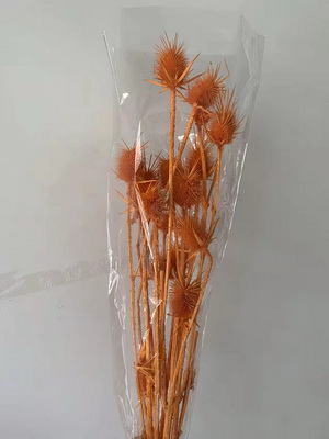 Preserved Small Teasel Flower-17