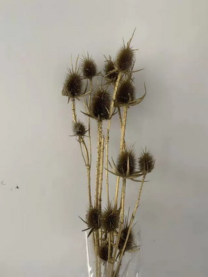 Preserved Small Teasel Flower-05