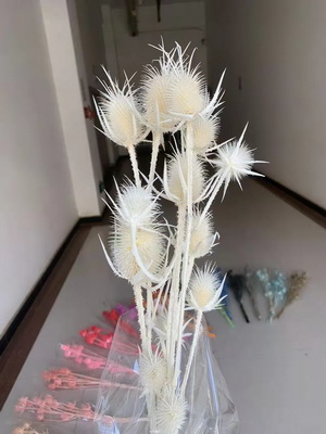Preserved Small Teasel Flower-01