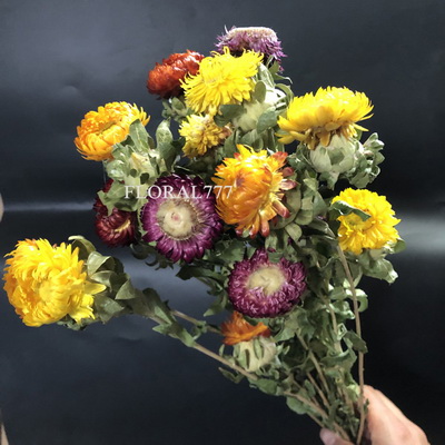 Helichrysum bracteatum Flower