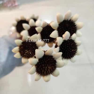 Dried Sunflower Flower-05