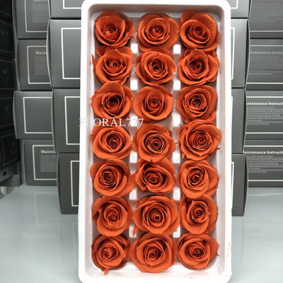 2-3cm Preserved Rose-15