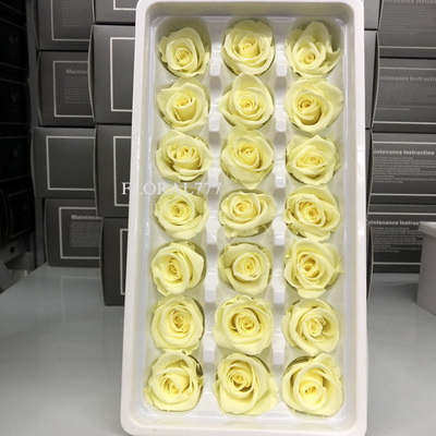 2-3cm Preserved Rose-23