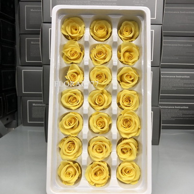 2-3cm Preserved Rose-32