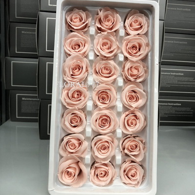 2-3cm Preserved Rose-37