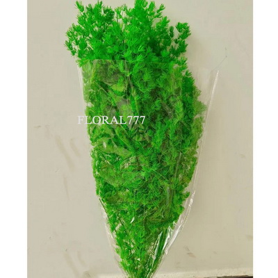 Asparagus Myrioeladus Preserved Ming Fern-09