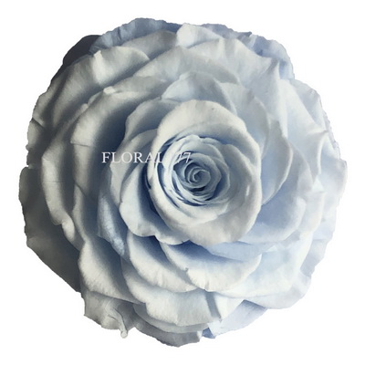 9-10CM Two-tone Preserved Rose head-23