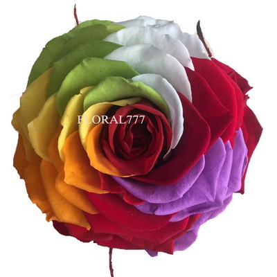 9-10CM Two-tone Preserved Rose head-20