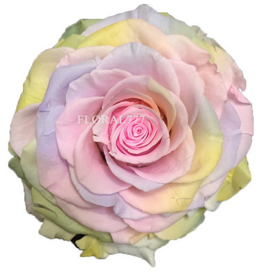 9-10CM Two-tone Preserved Rose head-22