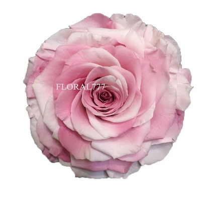 9-10CM Two-tone Preserved Rose head-29