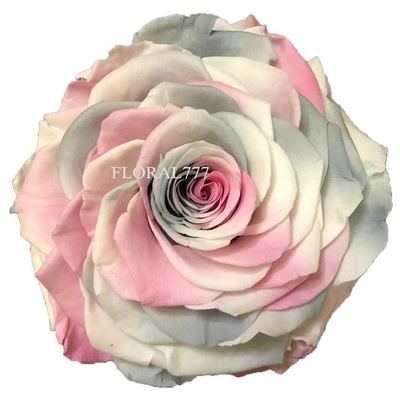 9-10CM Two-tone Preserved Rose head-27
