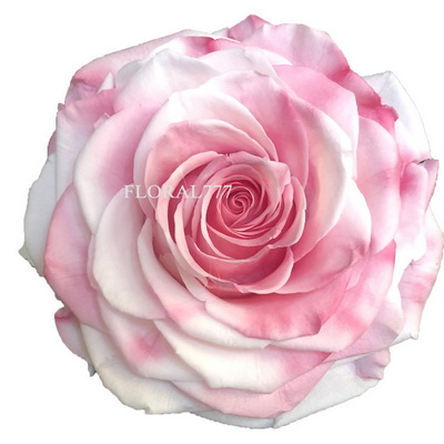 9-10CM Two-tone Preserved Rose head-34