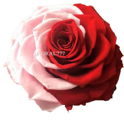 9-10CM Two-tone Preserved Rose head-32