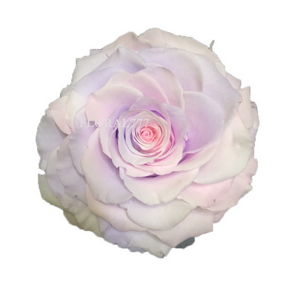 9-10CM Two-tone Preserved Rose head-25