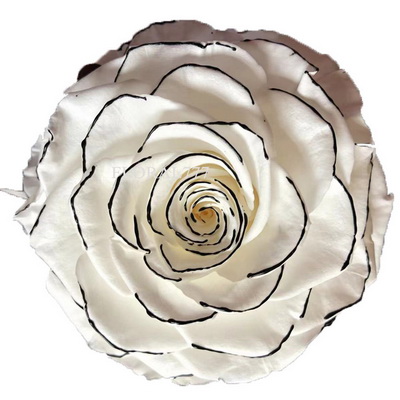9-10CM Two-tone Preserved Rose head-36