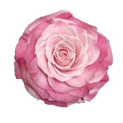 9-10CM Two-tone Preserved Rose head-31