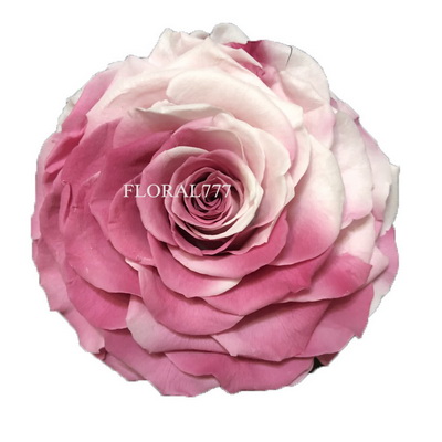 9-10CM Two-tone Preserved Rose head-30