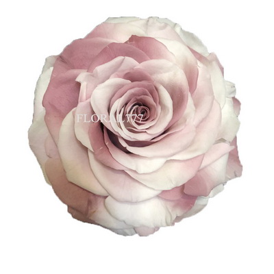 9-10CM Two-tone Preserved Rose head-26