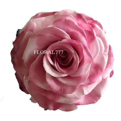9-10CM Two-tone Preserved Rose head-35