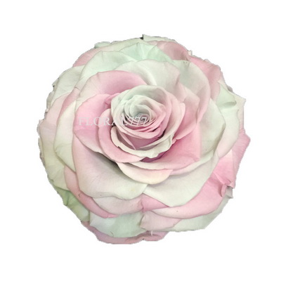9-10CM Two-tone Preserved Rose head-28