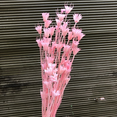 Dried Octagonal Flowers-03