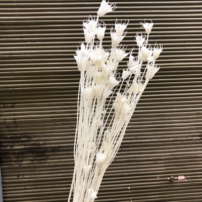 Dried Octagonal Flowers-02