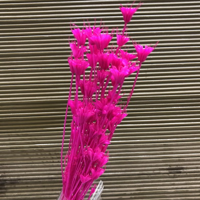 Dried Octagonal Flowers-04