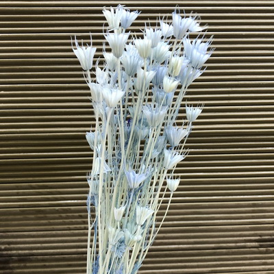 Dried Octagonal Flowers-12