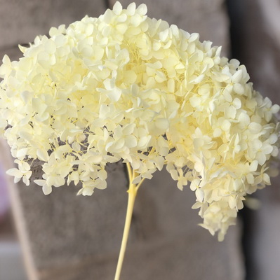 Preserved Hydrangea With Stem-012