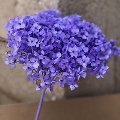 Preserved Hydrangea With Stem-028