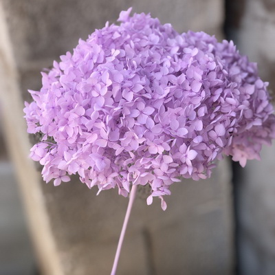 Preserved Hydrangea With Stem-014