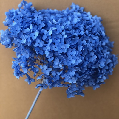 Preserved Hydrangea With Stem-009