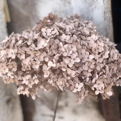 Preserved Hydrangea With Stem-026