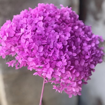 Preserved Hydrangea With Stem-023