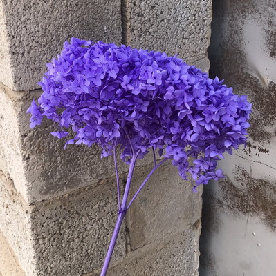 Preserved Hydrangea With Stem-020