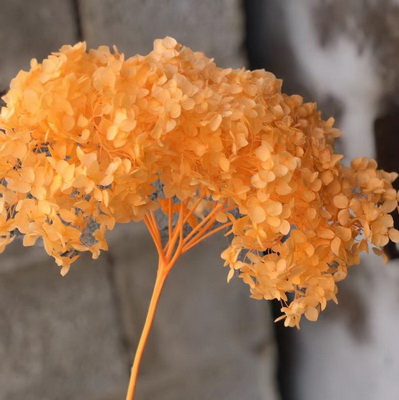 Preserved Hydrangea With Stem-022