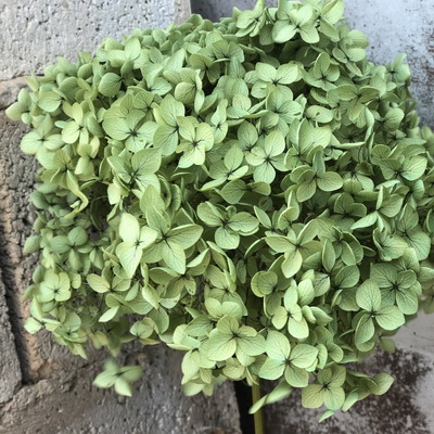 Preserved Hydrangea With Stem-027