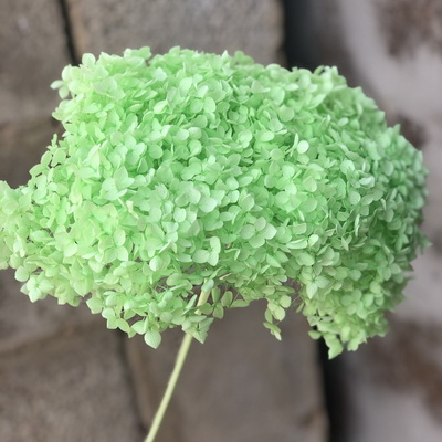 Preserved Hydrangea With Stem-033