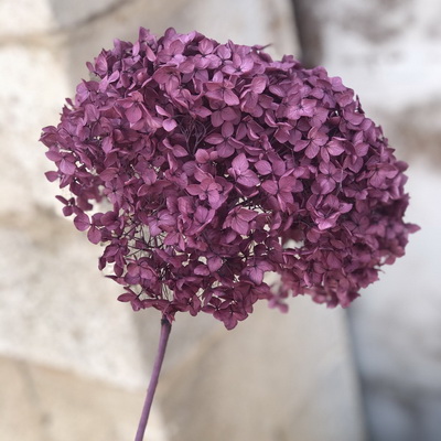 Preserved Hydrangea With Stem-030