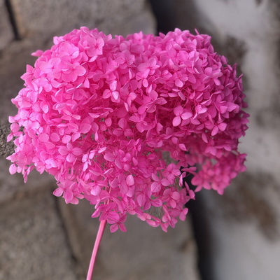 Preserved Hydrangea With Stem-032