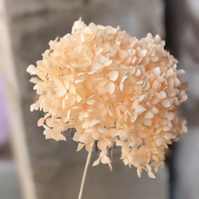 Preserved Hydrangea With Stem-021