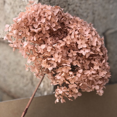 Preserved Hydrangea With Stem-019