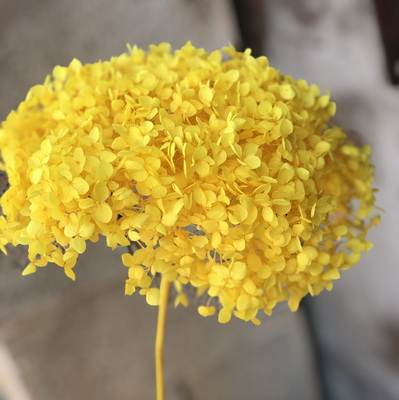 Preserved Hydrangea With Stem-011